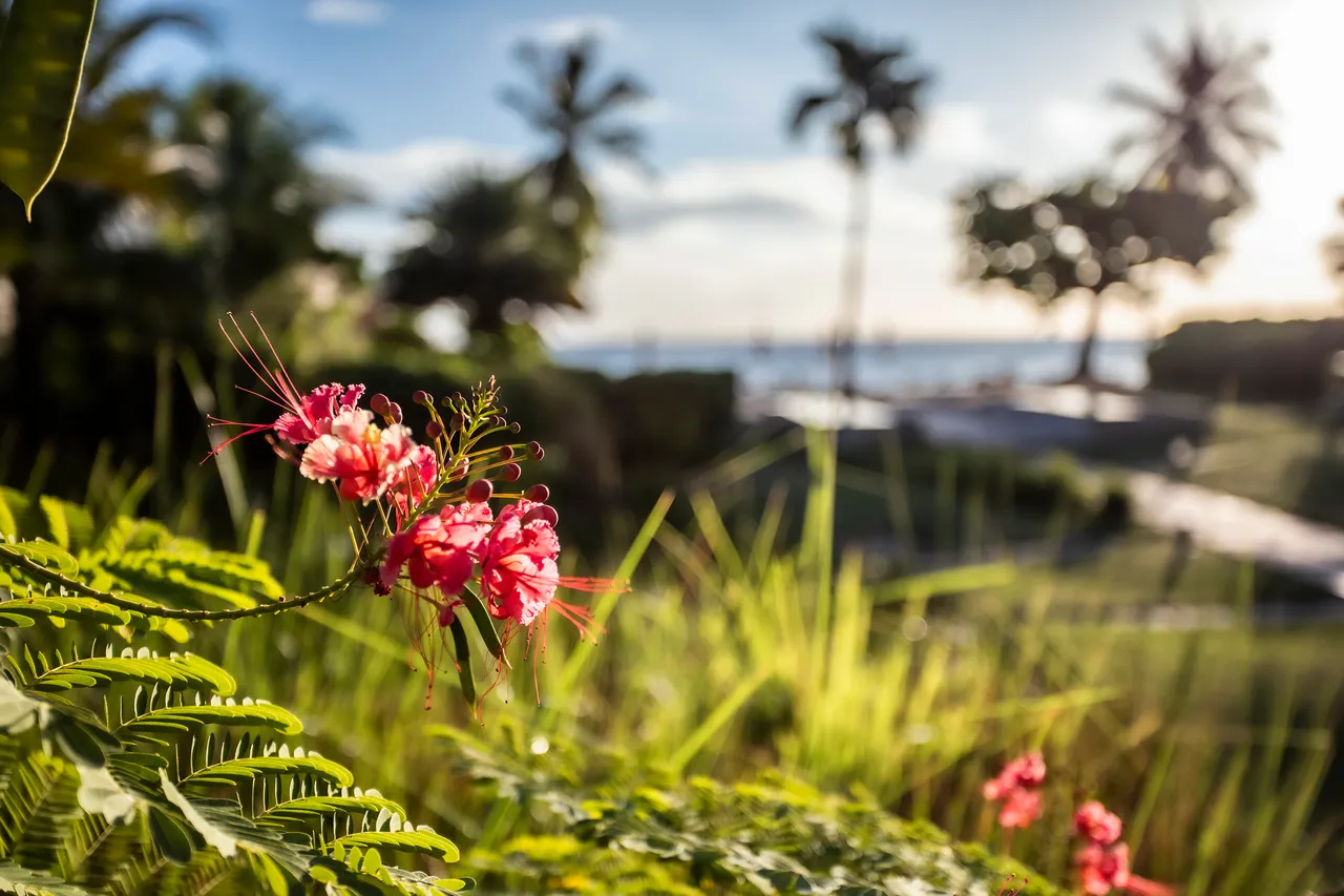 Verdissement tropical avec fleurs colorées, ajoutant une touche naturelle au paysage. Vue sur la mer à l'arrière-plan, encadrée par des palmiers.