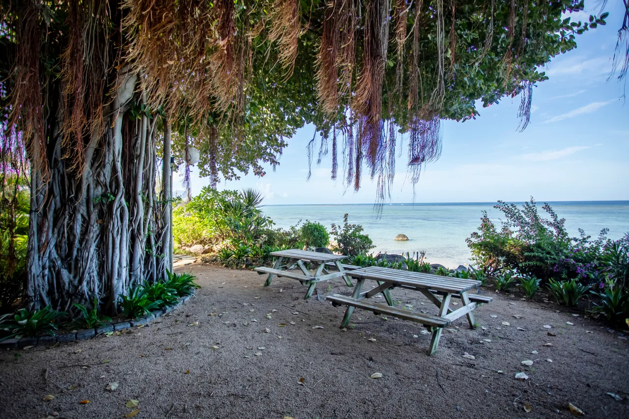 Espace détente en plein air avec tables de pique-nique sous un arbre. Vue sur la mer.