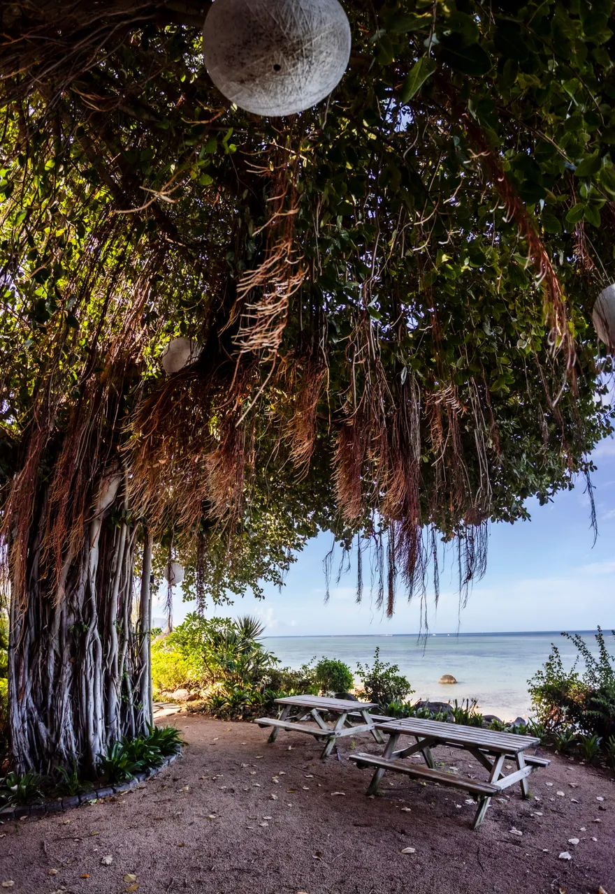 Coin repas en plein air sous un arbre, offrant une vue sur la mer.