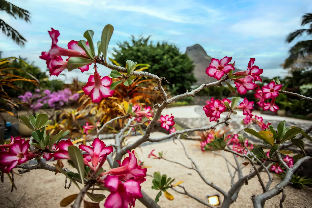 Jardin paysager avec fleurs colorées et végétation variée. Sentiers en gravier invitent à la promenade.